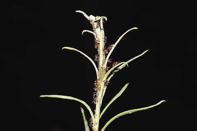 File:20220726 Aphis farinosa 04.jpg