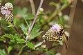 * Nomination: An European Paper Wasp on a flower --FlocciNivis 09:57, 20 January 2023 (UTC) * * Review needed