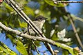 * Nomination Eastern Phoebe, Keeney Cove, Glastonbury, CT USA. --Pdanese 01:13, 21 September 2023 (UTC) * Promotion Good quality. --XRay 03:11, 21 September 2023 (UTC)