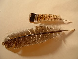 <span class="mw-page-title-main">Pennaceous feather</span> Non-downy feather with vanes composed of many interlocking barbules