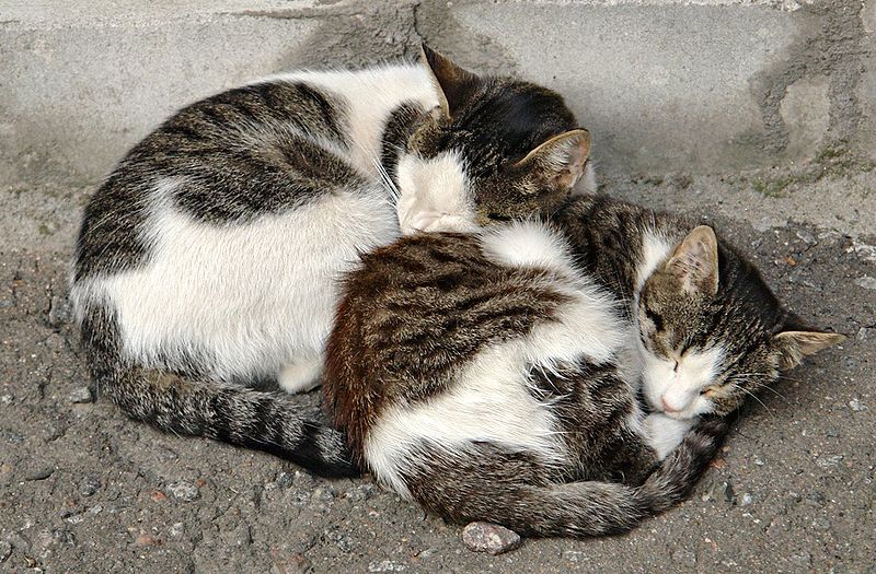 File:2 russian street cats-crop.jpg