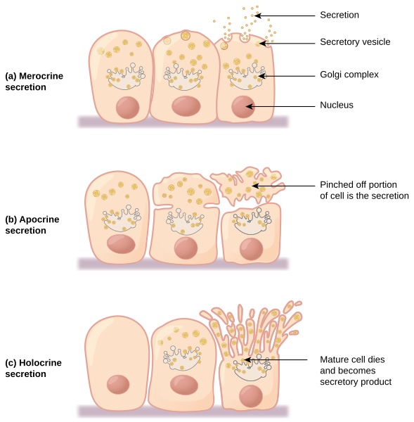 File:405 Modes of Secretion by Glands updated.svg