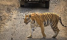 Bengal tiger in Umred KarhandlaWildlife Sanctuary 5W7A3518 (2).jpg