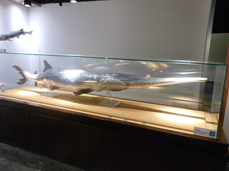 File:A specimen of Psephurus gladius, Museum of Hydrobiological Sciences, Wuhan Institute of Hydrobiology (3).jpg