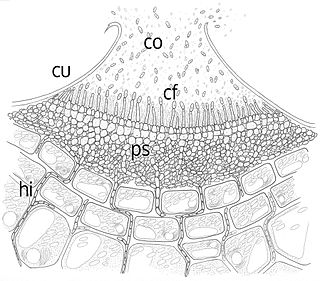 Acervulus