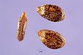 Acacia constricta seeds.jpg