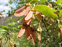 Acer monspessulanum.001 - Серра-де-Энсинья-де-Ластра.JPG