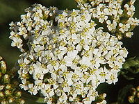 Achillea aspleniifolia