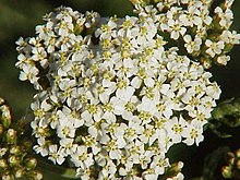 Achillea asplenifolia0.jpg