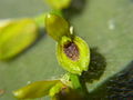 Acianthera macropoda