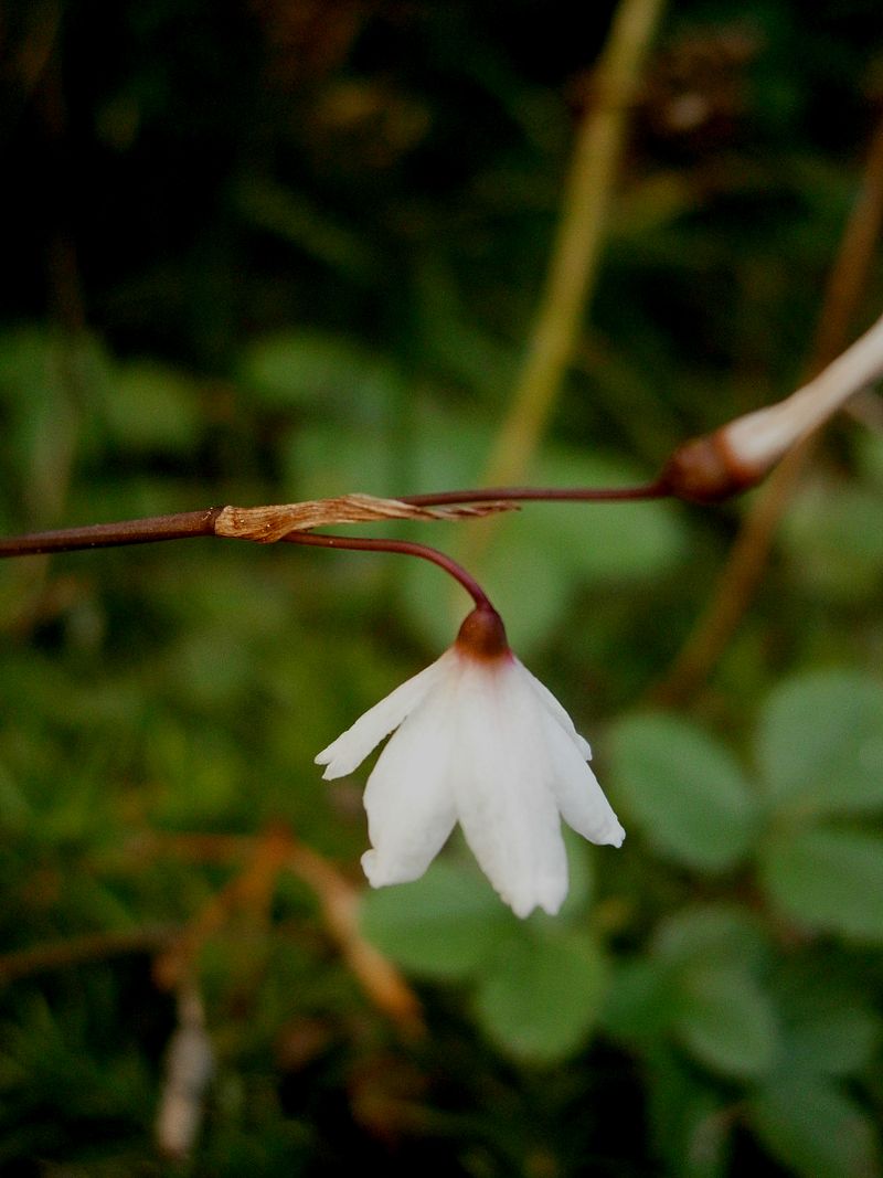 Acis autumnalis flower.jpg