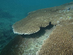A. cytherea en isla Poruma, Estrecho de Torres, Australia