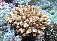 Acropora humilis, Samoa A.jpg