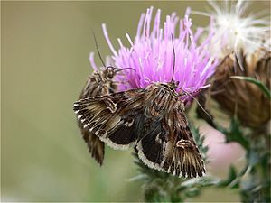 Dry-grass St. John's wort owl (Actinotia radiosa)