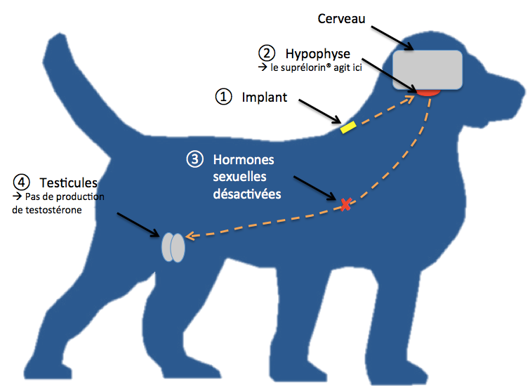 File:Action de la desloréline sur le chien.tiff