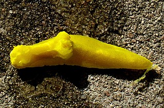 Notodoris citrina