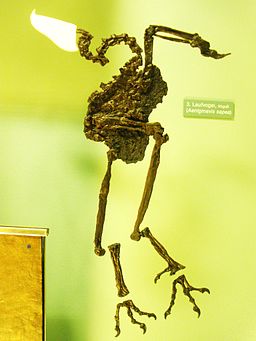 Fossil von Strigogyps (Aenigmavis sapea) aus der Grube Messel; ausgestellt im Senckenberg Naturmuseum