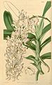 Aerides odorata plate 4139 in: Curtis's Bot. Magazine (Orchidaceae), vol. 71, (1845)