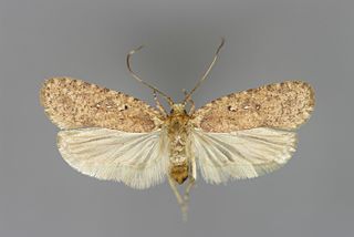 <i>Agonopterix heracliana</i> Species of moth