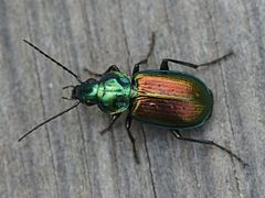 Description de l'image Agonum sexpunctatumDSC07783.JPG.