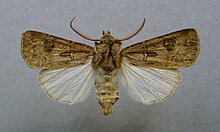 Agrotis bigramma.jpg