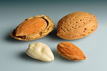 Almonds in shell, shell cracked open, shelled and blanched