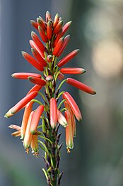 Traubiger Blütenstand von Aloe succotrina.