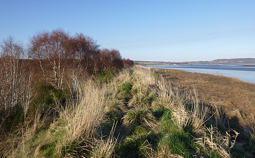 Along the bank by the firth - geograph.org.uk - 2861259