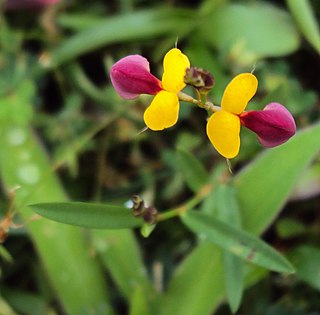 <i>Alysicarpus</i> Genus of legumes