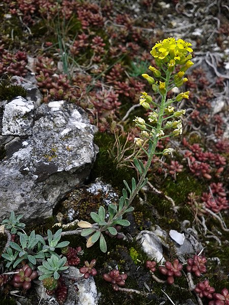 File:Alyssum montanum subsp. montanum sl2.jpg