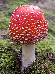 Amanita muscaria (round cap).jpg