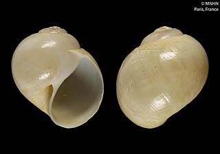 <i>Amauropsis brassiculina</i> species of mollusc