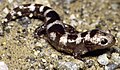 Salamandre marbrée (Ambystoma opacum)