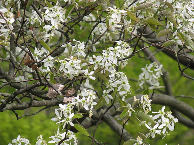 File:Amelanchier asiatica6.jpg