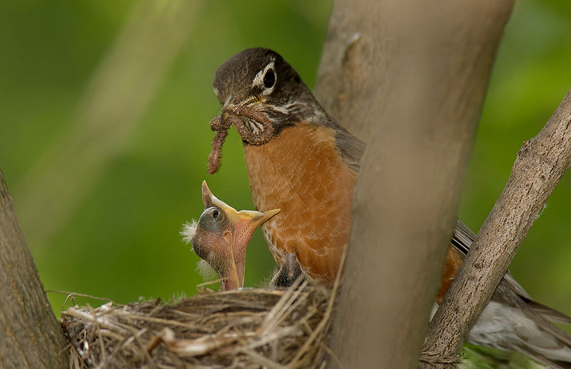 baby birds feeding in nest