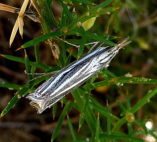 <i>Ancylolomia disparalis</i> Species of moth