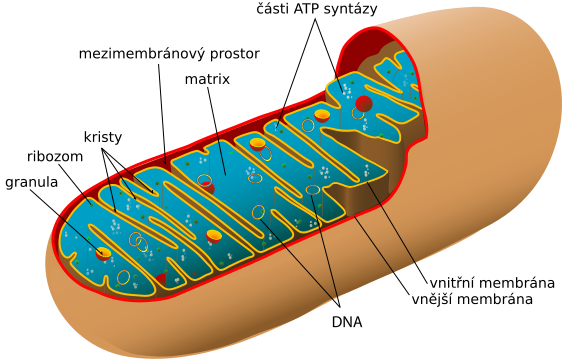 File:Animal mitochondrion diagram cs.svg