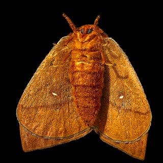 <i>Anisota consularis</i> Species of moth