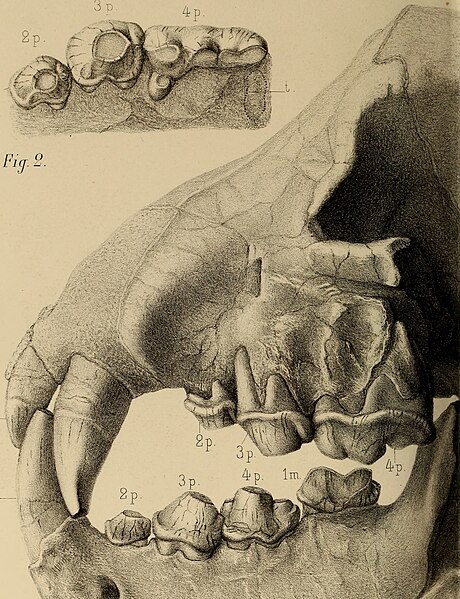 File:Annales des sciences naturelles (1893) (18017136878).jpg