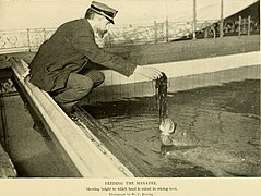 Annual report - New York Zoological Society (1904) (18404851906).jpg