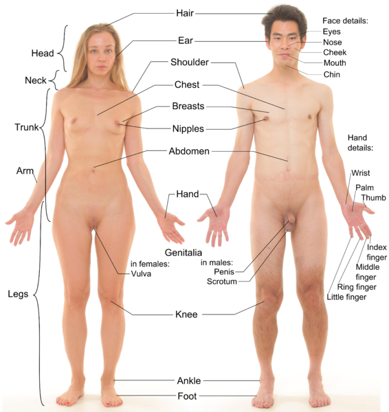 File:Anterior view of human female and male, with labels.png