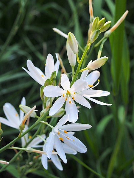 File:Anthericum liliago Pajęcznica liliowata 2019-06-07 01.jpg