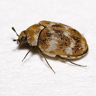 <i>Anthrenus</i> Genus of beetles