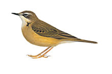 Anthus gutturalis HBW.jpg 