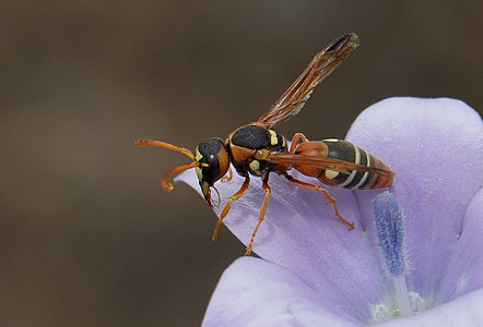 Antodynerus spoliatus visiting a fairy bellflower