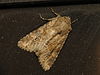 Apamea sordens