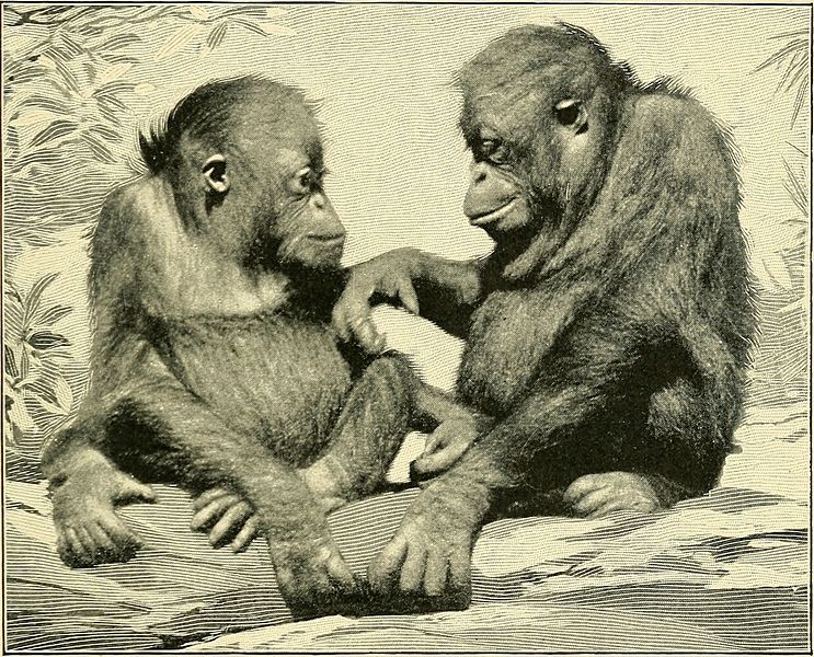 File:Apes and monkeys; their life and language (1900) (14750902376).jpg