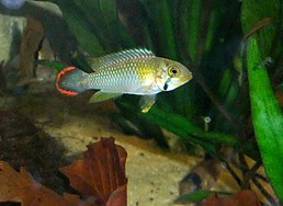 Apistogramma panduro