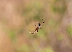 Araña zig zag (Argiope aurantia), Punta Pitt.