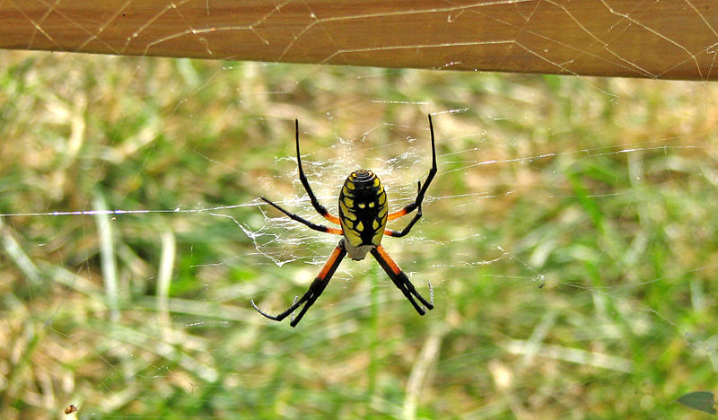 File:Argiope aurantia (black and yellow garden spider) (Celina, Ohio, USA) 1 (17062981798).jpg